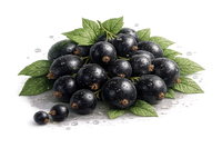Black Current
