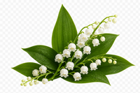 Lilly Of The Valley