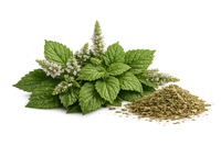 Patchouli