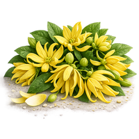 Ylang - Ylang