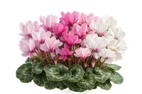 Cyclamen