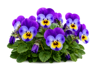 Violet