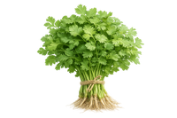 Coriander
