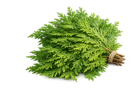 Cedar