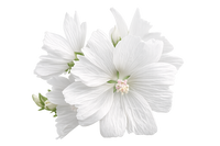 White musk