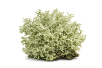 Oakmoss