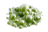 Calone