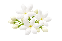 Jasmine