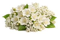 Whiteflowers