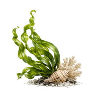Seaweed