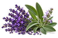 Lavender & Sage 