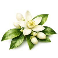 Orange Blossom